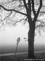 NoColorStudio No. 10 [135 format] - CULT FILMNoColorStudio