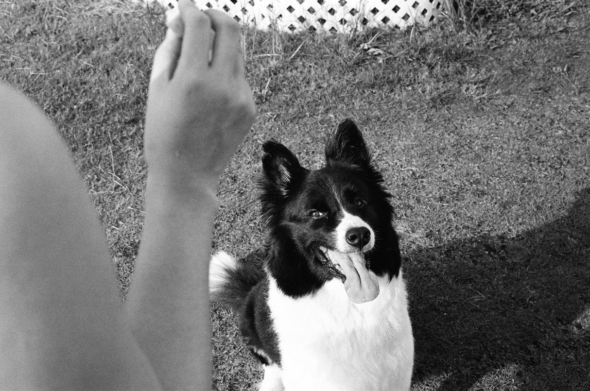 Kodak T - MAX 400 [135 format] - CULT FILMKodak